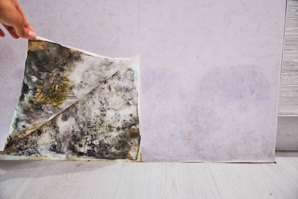 Best Residential Mold Removal  in Indian Shores, FL